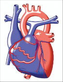 Виды и причины врожденных и приобретенных пороков сердца